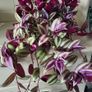 Beautiful Tradescantia "Violet Hill" House plant. Image 6