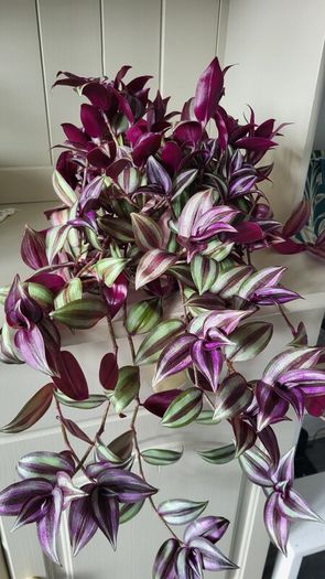 Beautiful Tradescantia "Violet Hill" House plant.