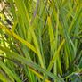 Evergreen Shrubs, Garden Plants Image 6