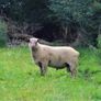 Purebred charollais ram and ewe lambs Image 7