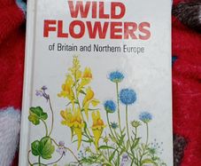 Wild Flowers , a Handbook