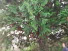 tree surgeon Image 9