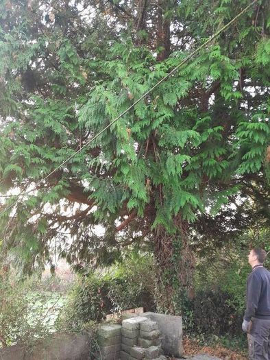 tree surgeon