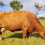 Red Dexter Cow for sale Image 2