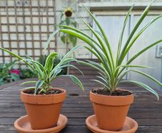 Spider Plants