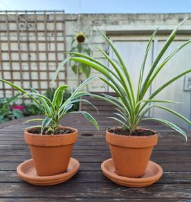 Spider Plants