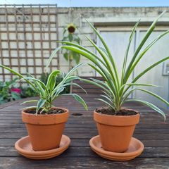 Beautiful Spider Plants in terracotta pots