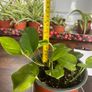 Golden pathos house plant Image 2