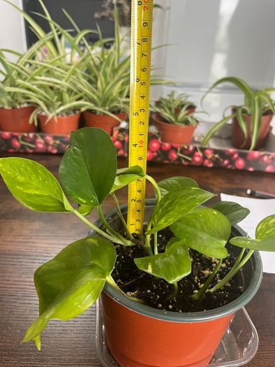 Golden pathos house plant