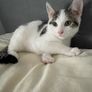 cats Image 4
