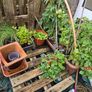 Free potted plants Image 3