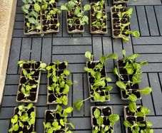 Swap: Cauliflower, Broccoli & Cabbage Plants