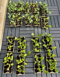 Swap: Cauliflower, Broccoli & Cabbage Plants