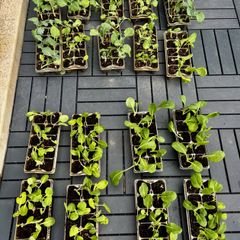 Swap: Cauliflower, Broccoli & Cabbage Plants