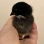 USA silkie chicks Image 4