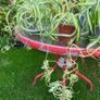 Spider Plant's Image 4