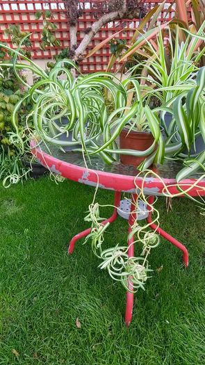 Spider Plant's