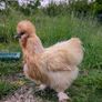silkie hatching eggs Image 3
