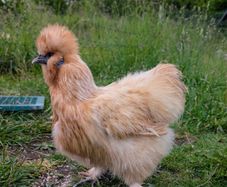 silkie hatching eggs
