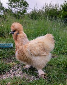 silkie hatching eggs