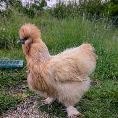 silkie hatching eggs