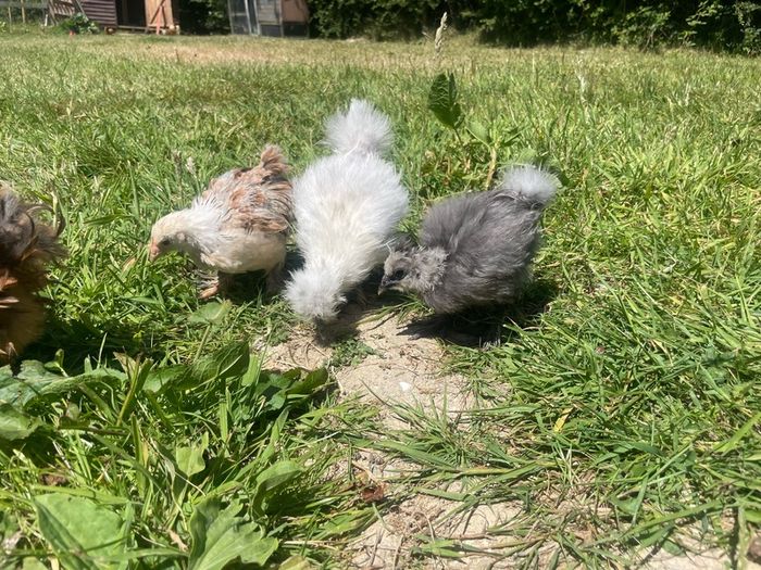 silkie chicks