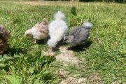 silkie chicks