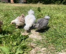 silkie chicks