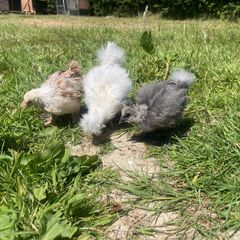 silkie chicks