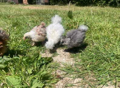 silkie chicks