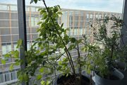White rose plant
