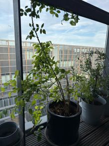 White rose plant