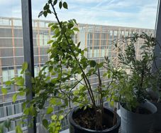 White rose plant