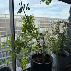 White rose plant