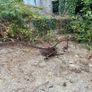 Vintage Pierce plough Image 4