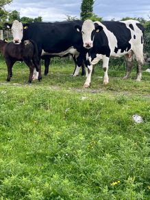 2 suckler cows + 2 calfs