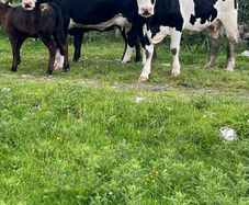 2 suckler cows + 2 calfs