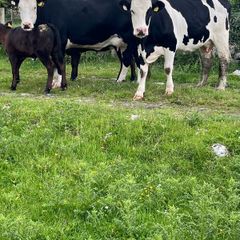 2 suckler cows + 2 calfs
