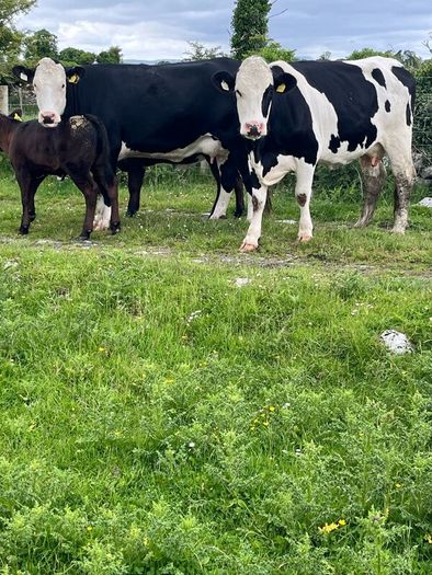 2 suckler cows + 2 calfs