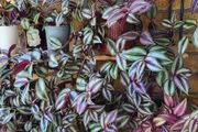 Trailing plants. Mature and young.