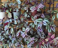 Trailing plants. Mature and young.