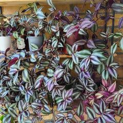 Trailing plants. Mature and young.