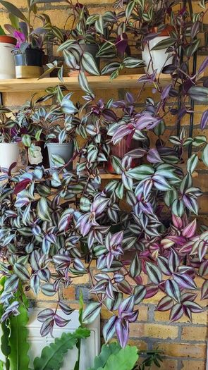 Trailing House Plants.