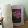 A tale of Two Gardens by Norah Burgess and Danae Kindness Image 4