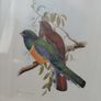 Antique lithograph prints hand painted by John Gould beautifully framed Image 5