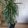 tall Madagascar Dragon Tree (Dracaena marginata),  begonia Gryphon plant in the black  plastic pot container Image 3
