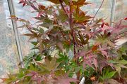 Japanese maple plant