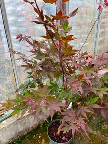 Japanese maple plant
