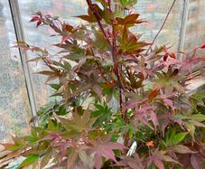 Japanese maple plant