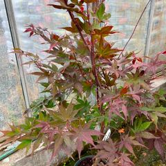 Japanese maple plant